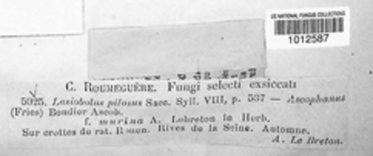 Lasiobolus papillatus image
